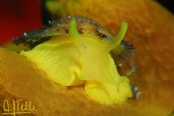 Tylodina perversa: This small umbrella-snail feeds on the... by Arthur Telle Thiemann 